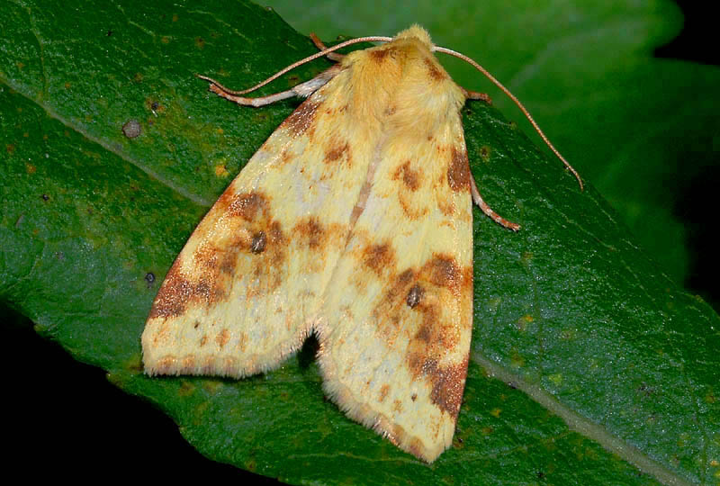 Noctudae  dalle tinte calde e luminose